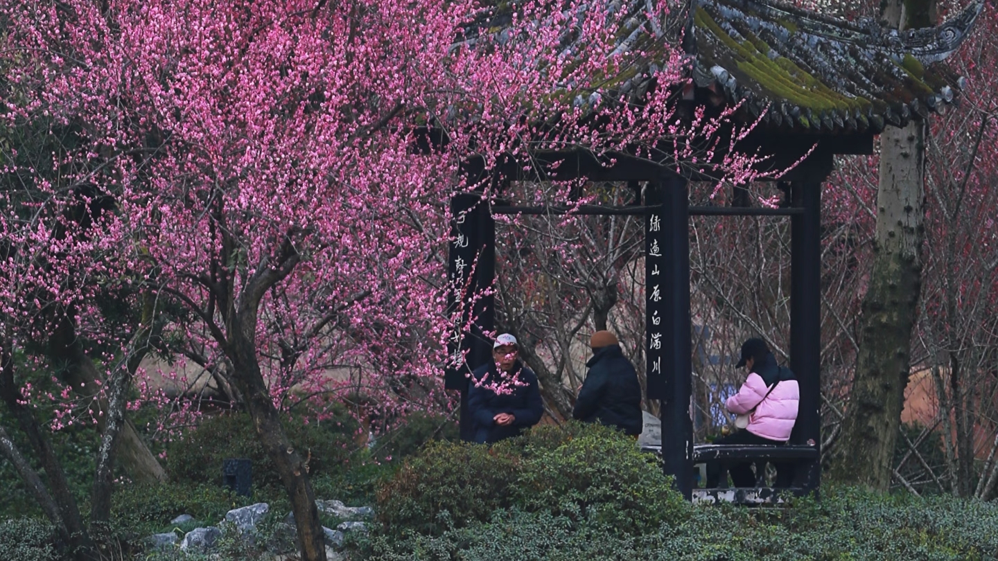 2月11日，望丛公园正式对外开放