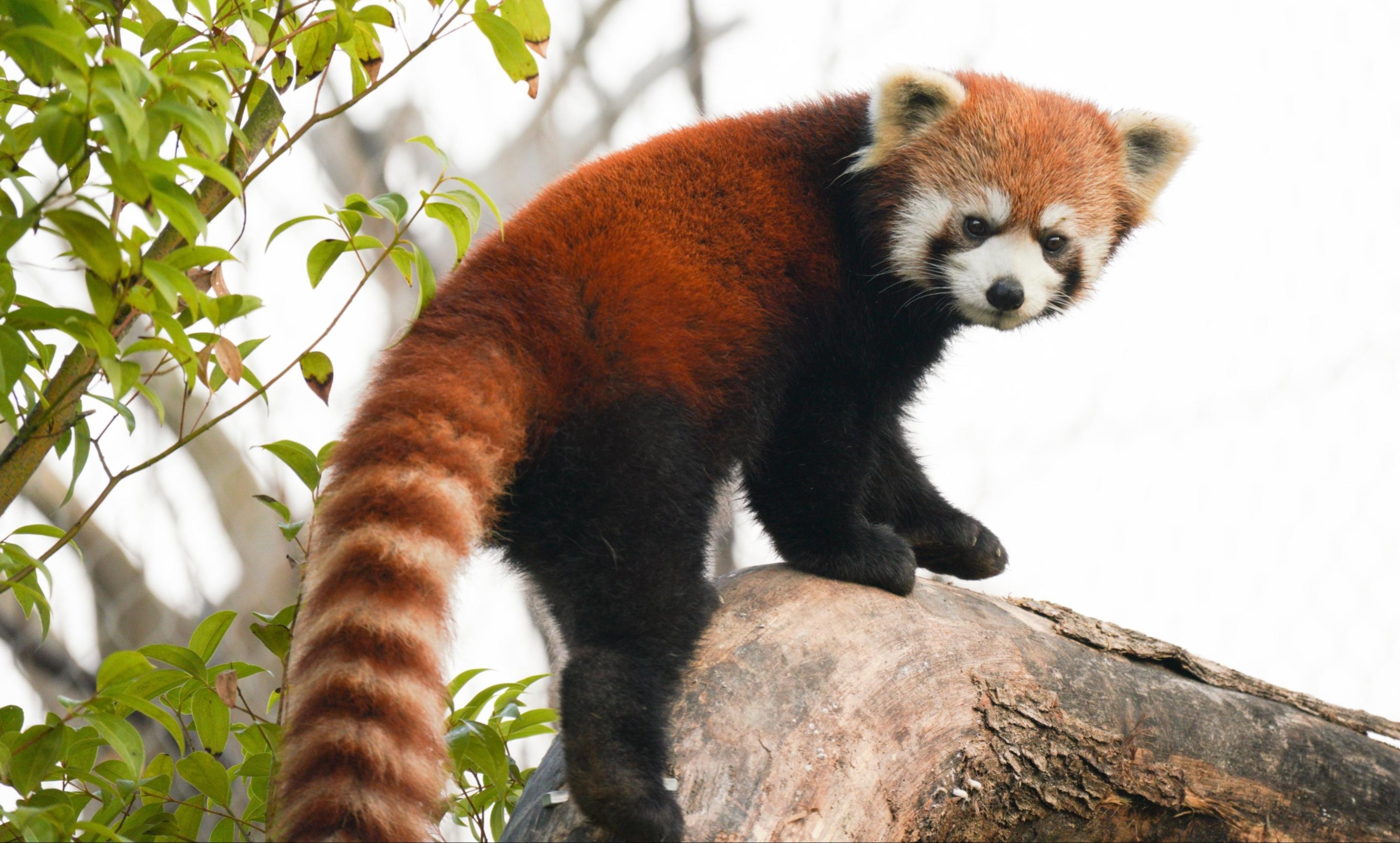 万平自然家园落成！成都熊猫基地小熊猫放养区与金丝猴馆全新亮相