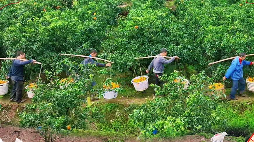 新春走基层⑥｜金堂三溪：橘香满山野 金果促振兴