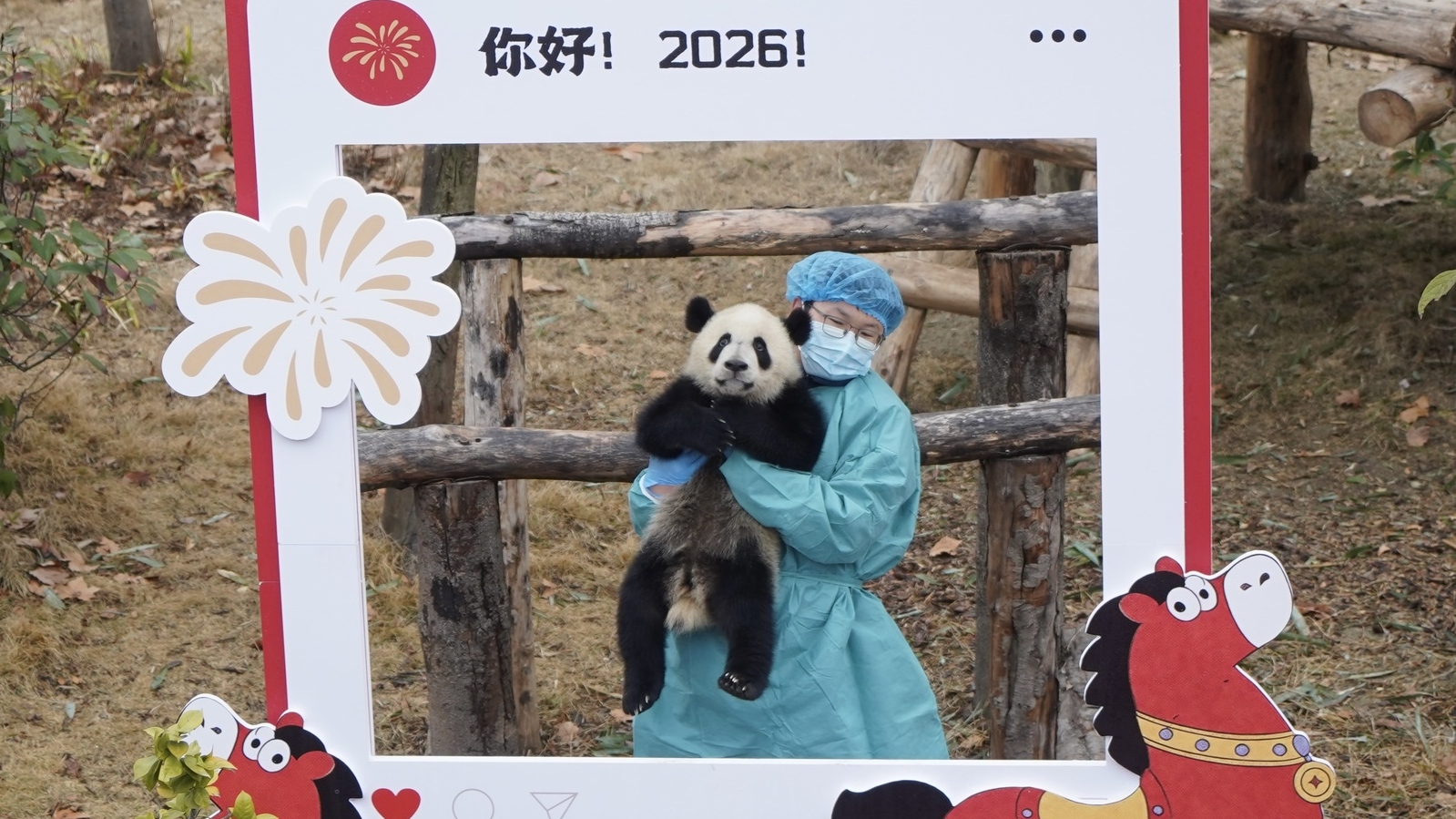 大熊猫宝宝给您拜年啦！“2025级”新生熊猫幼崽集中亮相