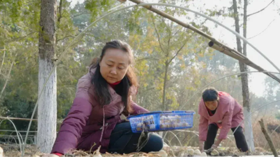 新春走基层｜从“发愁的林”到“生金的林” 成都这片“蘑”法森林里长出了“致富伞”