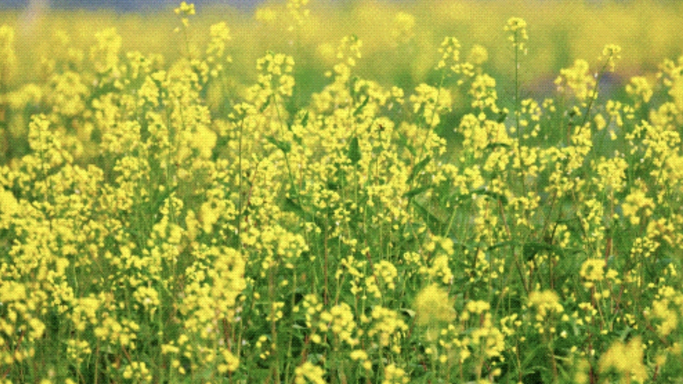 直冲25.5℃！成都官宣入春！但仍需警惕倒春寒…