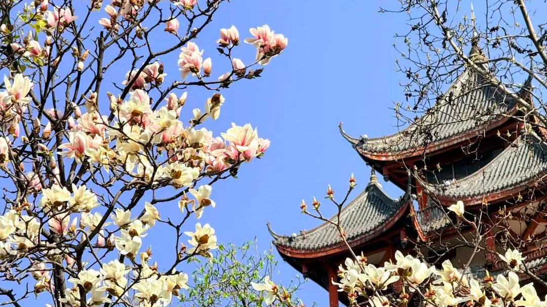 成都“春日限定皮肤”已上线！一起出门寻春