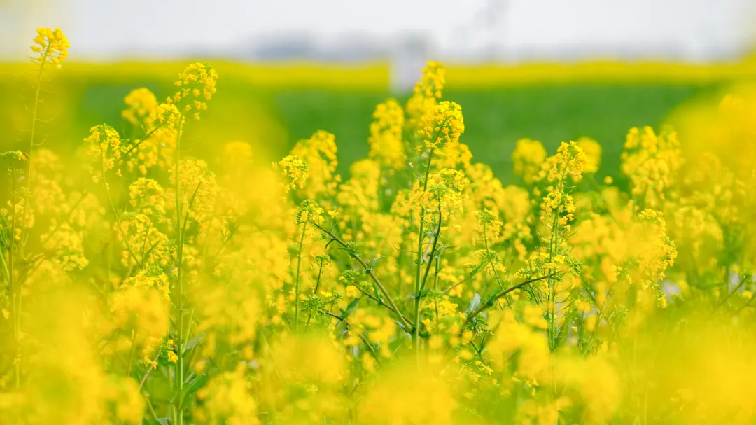 打喷嚏、流眼泪？成都迎春季花粉高峰 过敏人群防护攻略请查收