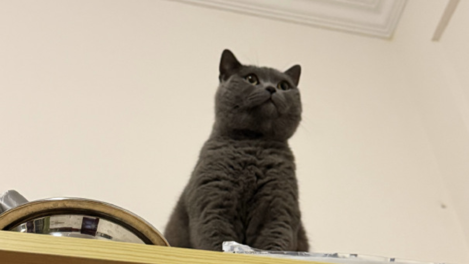 服务质量参差不齐，上门喂养宠物服务该如何规范