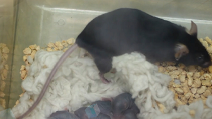 成功孕育第三胎鼠宝宝 太空小鼠研究最新进展来了