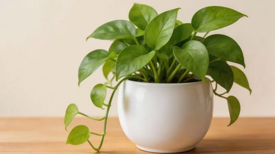 我科学家领衔的植物星球计划启动