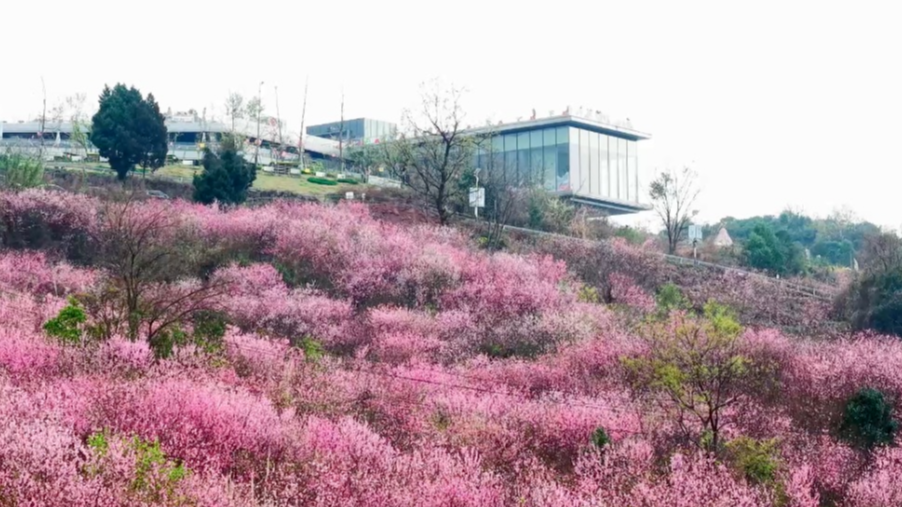 踏青赏花高峰将至！龙泉山哪些路段最堵？如何绕行？攻略提前看→