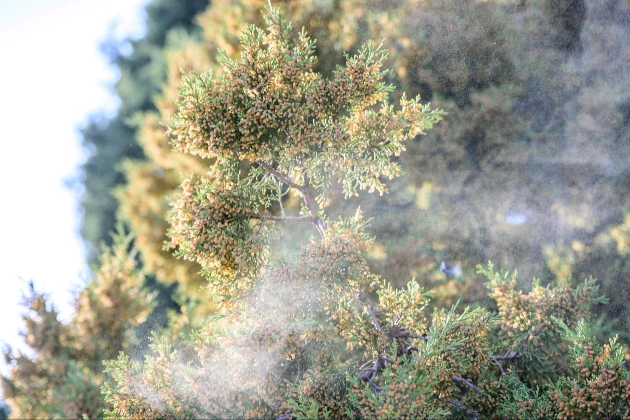 花粉季提前开启 出现这些状况千万别硬扛