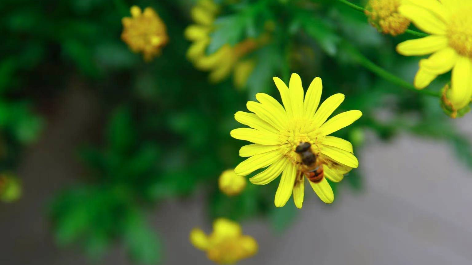 踏青祭扫别扎堆！成都交警发布出行提示