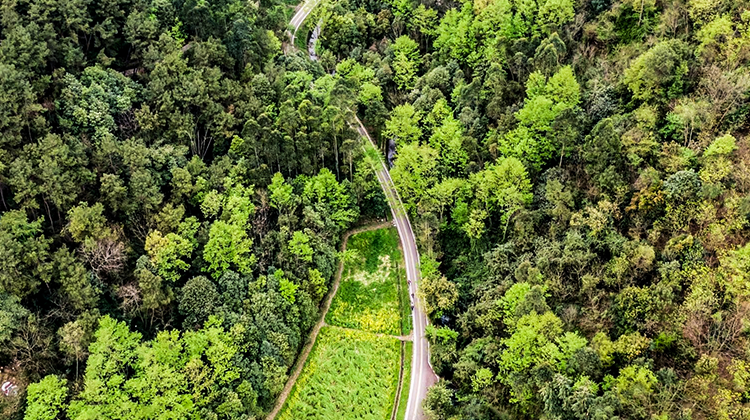 家门口就能参与！成都2026年植树节官方活动全攻略