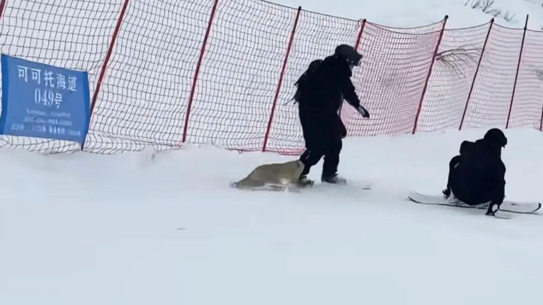 警方通报滑雪场“打死野生狐狸”：系处置不当致晕厥，已救护放归