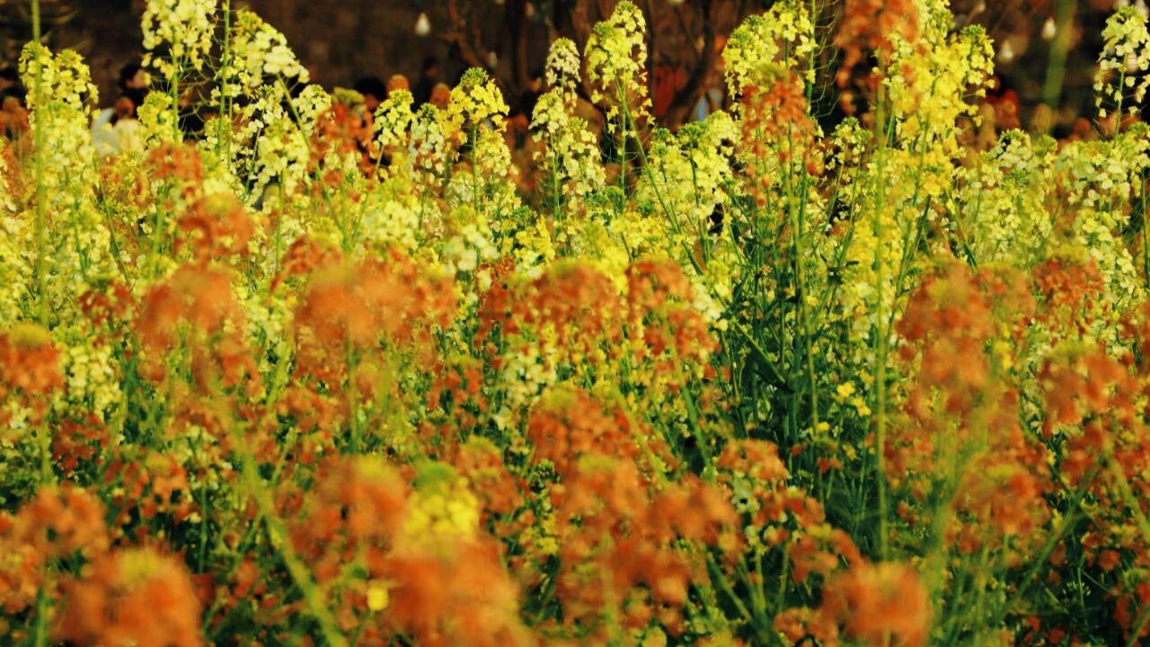 春日赏花攻略！3条成都公交线路带您寻春天