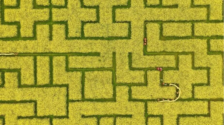 成都唯一！10000平方米花海迷宫上线