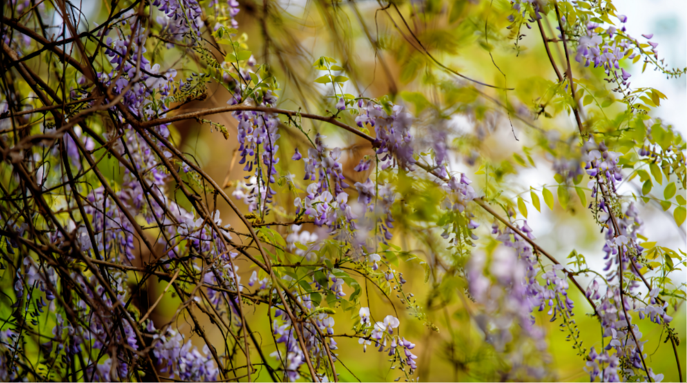 紫色瀑布已上线！新都桂湖500岁“中国藤王”进入最佳观赏期