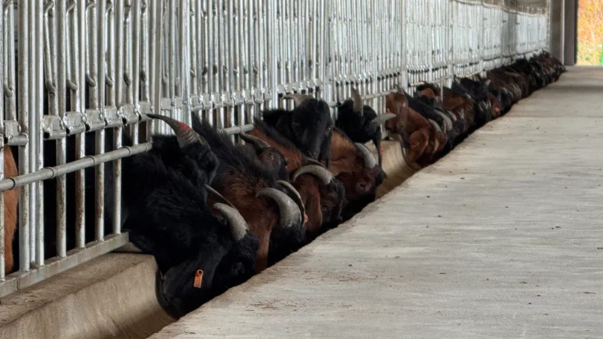 视频｜溯源降本增效 成都简州大耳羊智能化养殖 助力乡村产业振兴