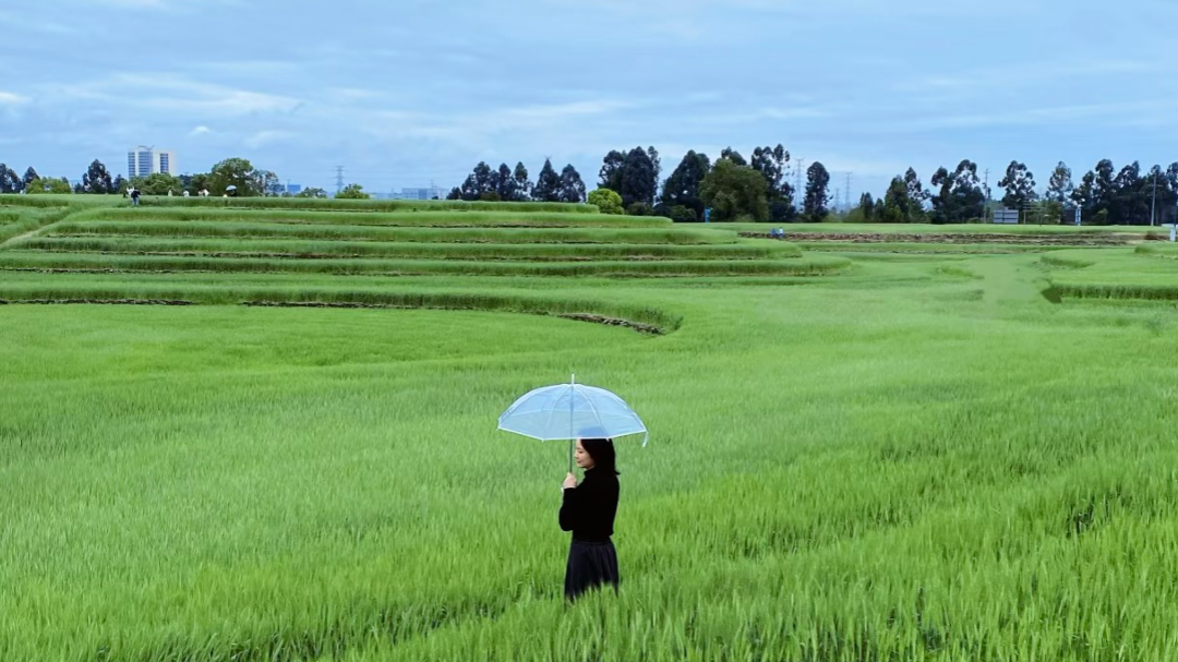 视频｜春日赏麦 成都锦江麦田出行指南请查收