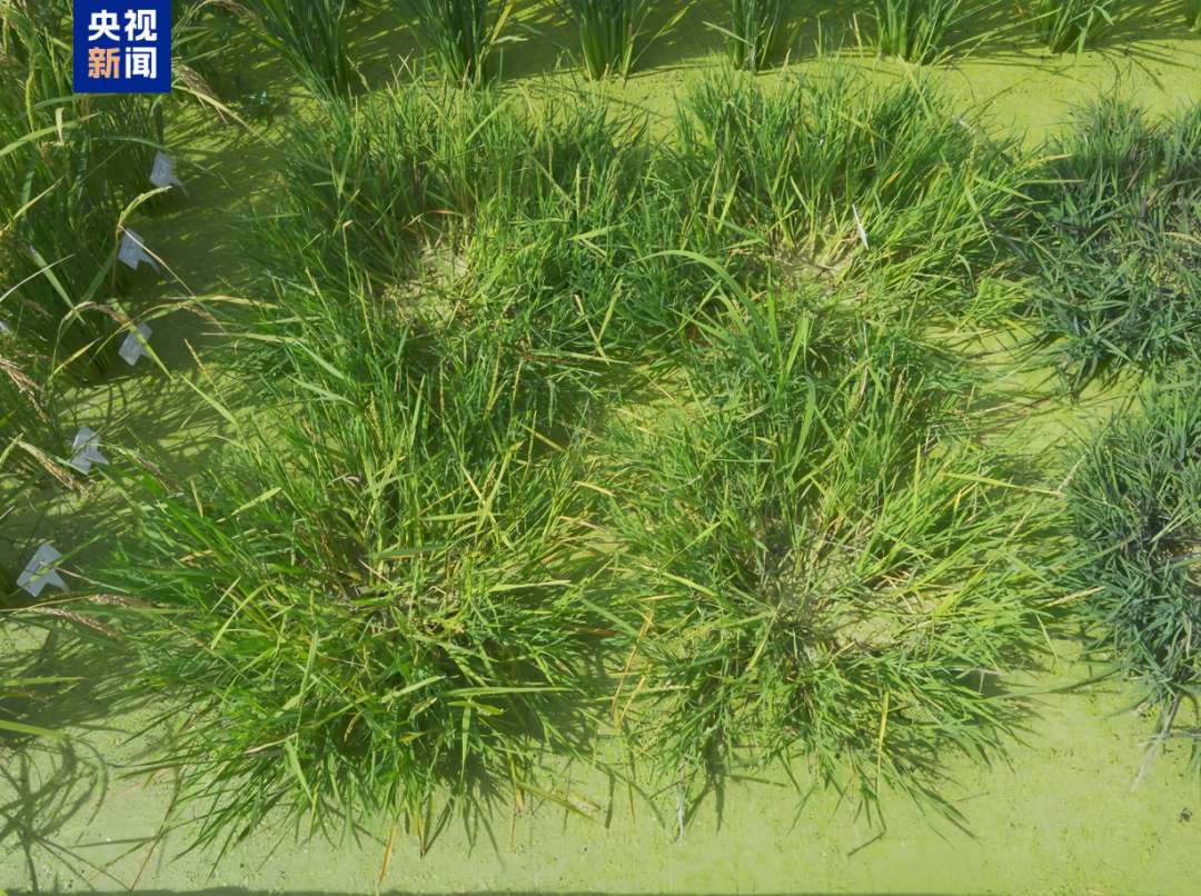 447e8661ff7a2f6266099b49251100fd.png 447e8661ff7a2f6266099b49251100fd.png