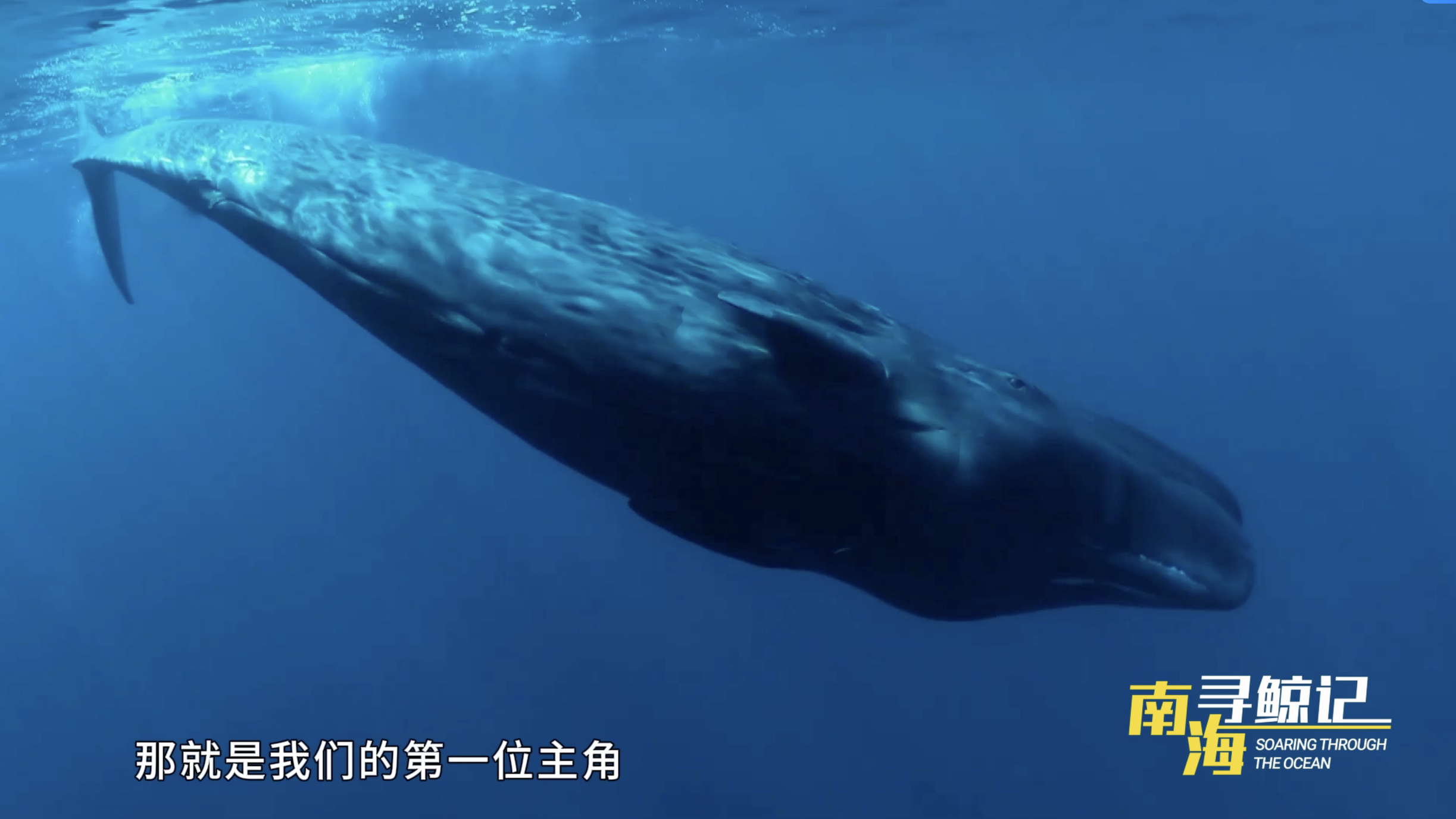 视频｜南海深蓝，邂逅鲸群的震撼瞬间