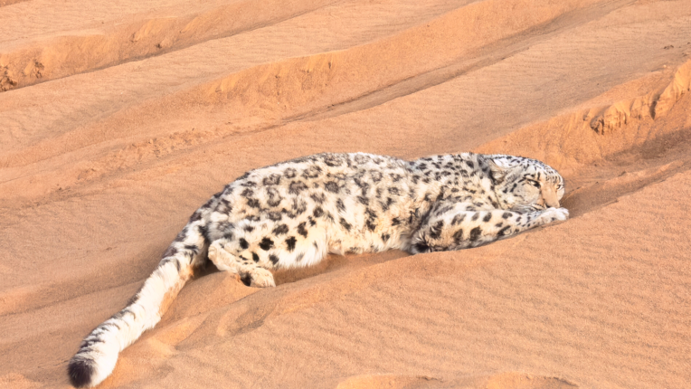 极为罕见！一雪豹现身新疆沙漠，当地回应
