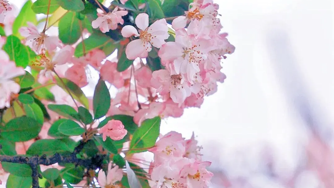 这个周末，赴一场与花的约会！成都春日限定美景已上线