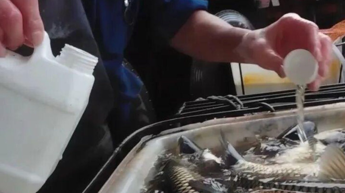 商贩运输活鱼时加“麻药” 重庆市场监管局通报