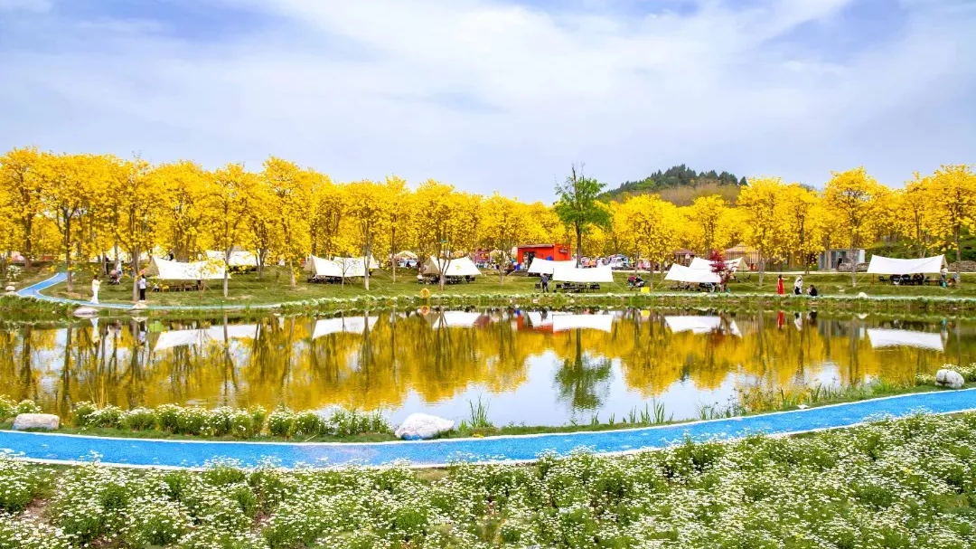 公交直达金色花海！简阳T3东麓花溪旅游专线3月25日上线