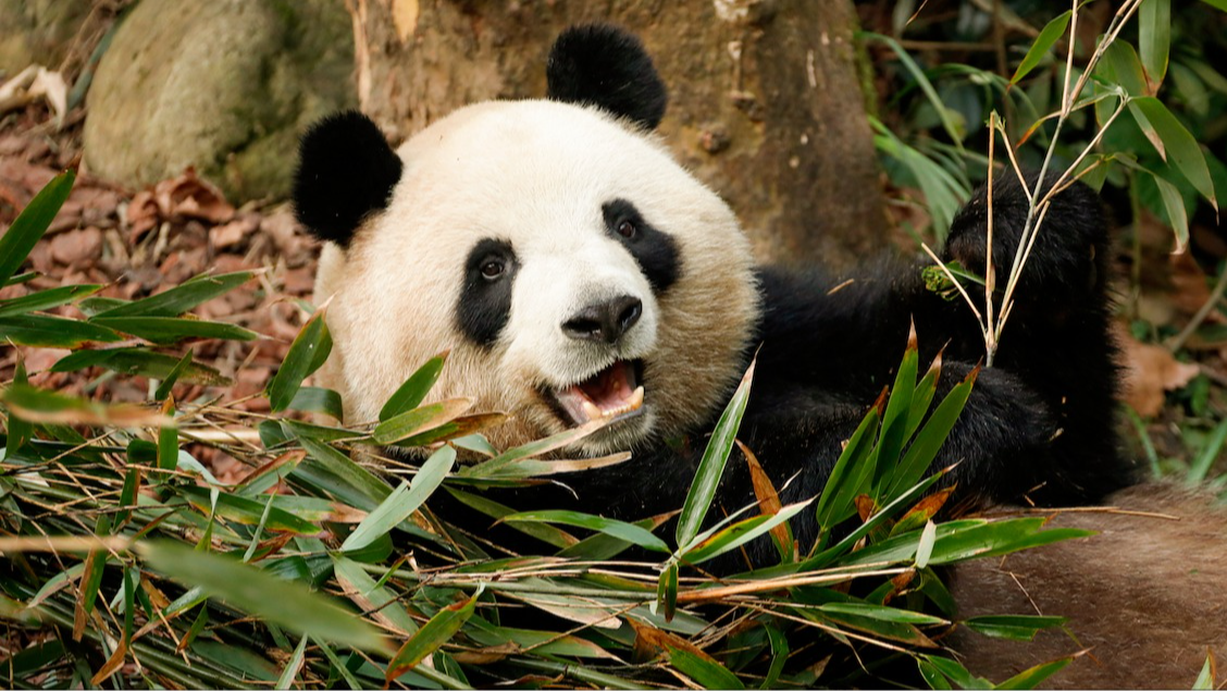 春假清明连休 亲子游“向春飞行” 成都居最热门飞行目的地TOP2