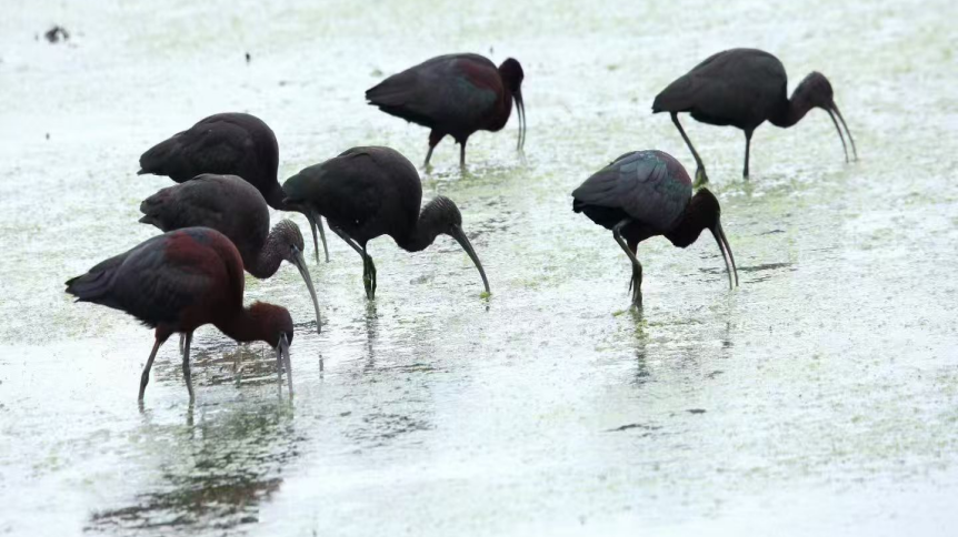 国家一级保护动物现身！这两种鸟儿被四川两地首次记录