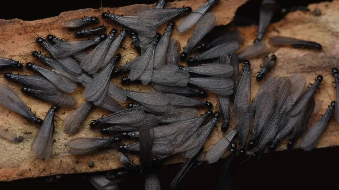 成都进入白蚁分飞期，如何预防灭杀白蚁？这份指南请收好→