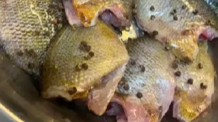 成都三岔湖太阳鱼刷屏！钓友必看，禁渔期这些事要注意