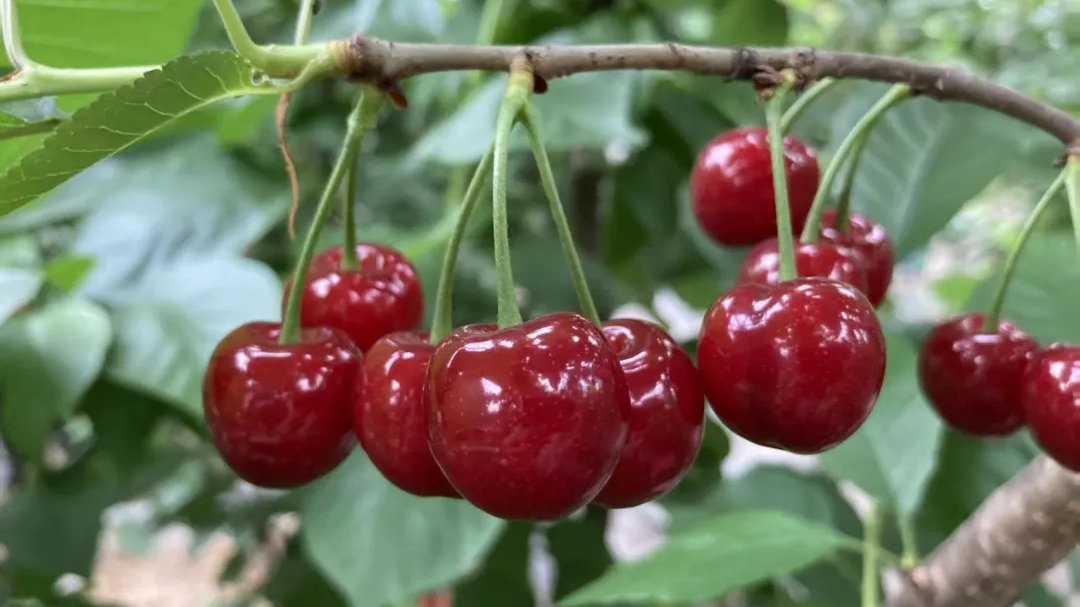 快来尝鲜！成都首批“恩桃儿”熟了，比去年早了10天