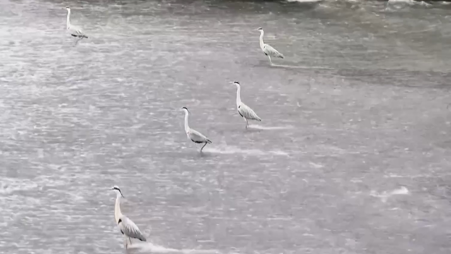 推窗便能观鸟 这份锦江春日浪漫请查收