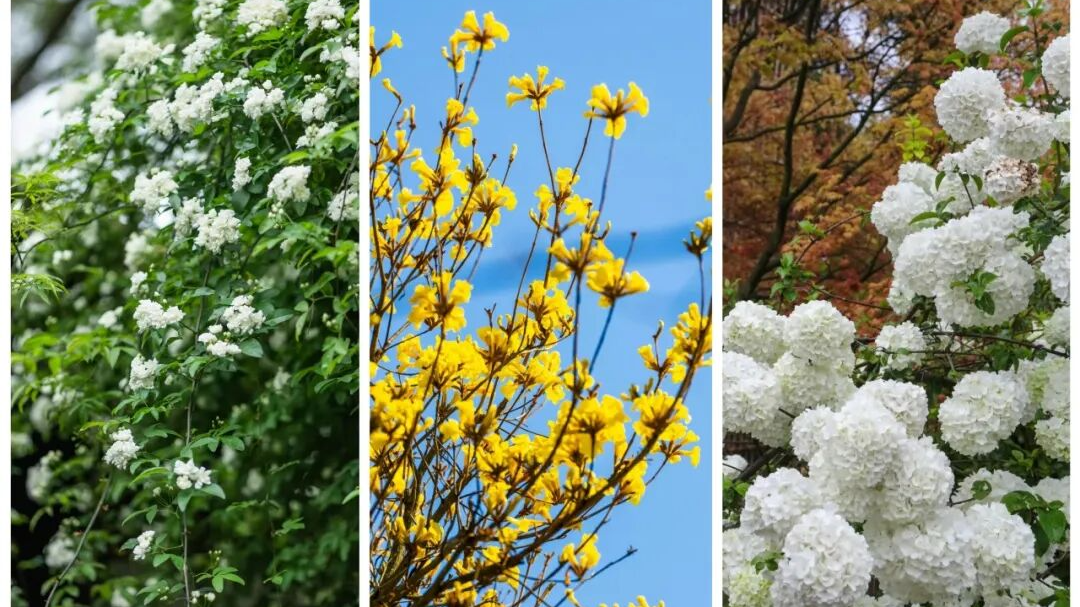 刷爆朋友圈！成都Color Walk，走起~