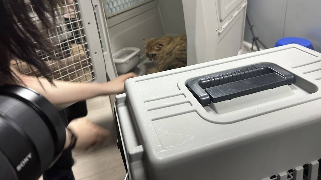 可携宠出行也可单独托运、运输箱升级 高铁宠物托运进一步优化