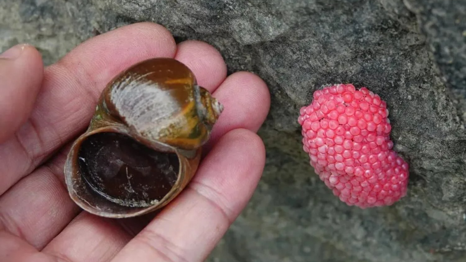 寄生虫多达6000条？多地发出警告，这种“粉色葡萄”千万别碰！