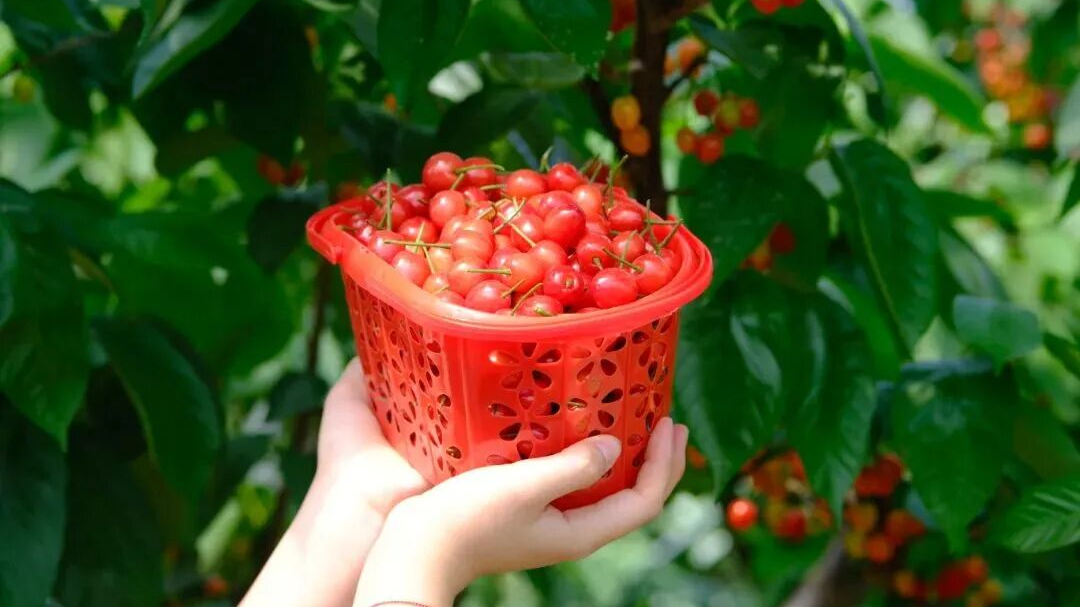 周末开炫！成都本地“恩桃儿”可以吃了，采摘指南→ 