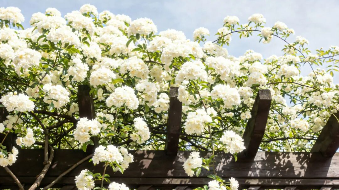 赏花走起！黄花风铃木、鸽子花、桐子花…成都这些地方花开正好