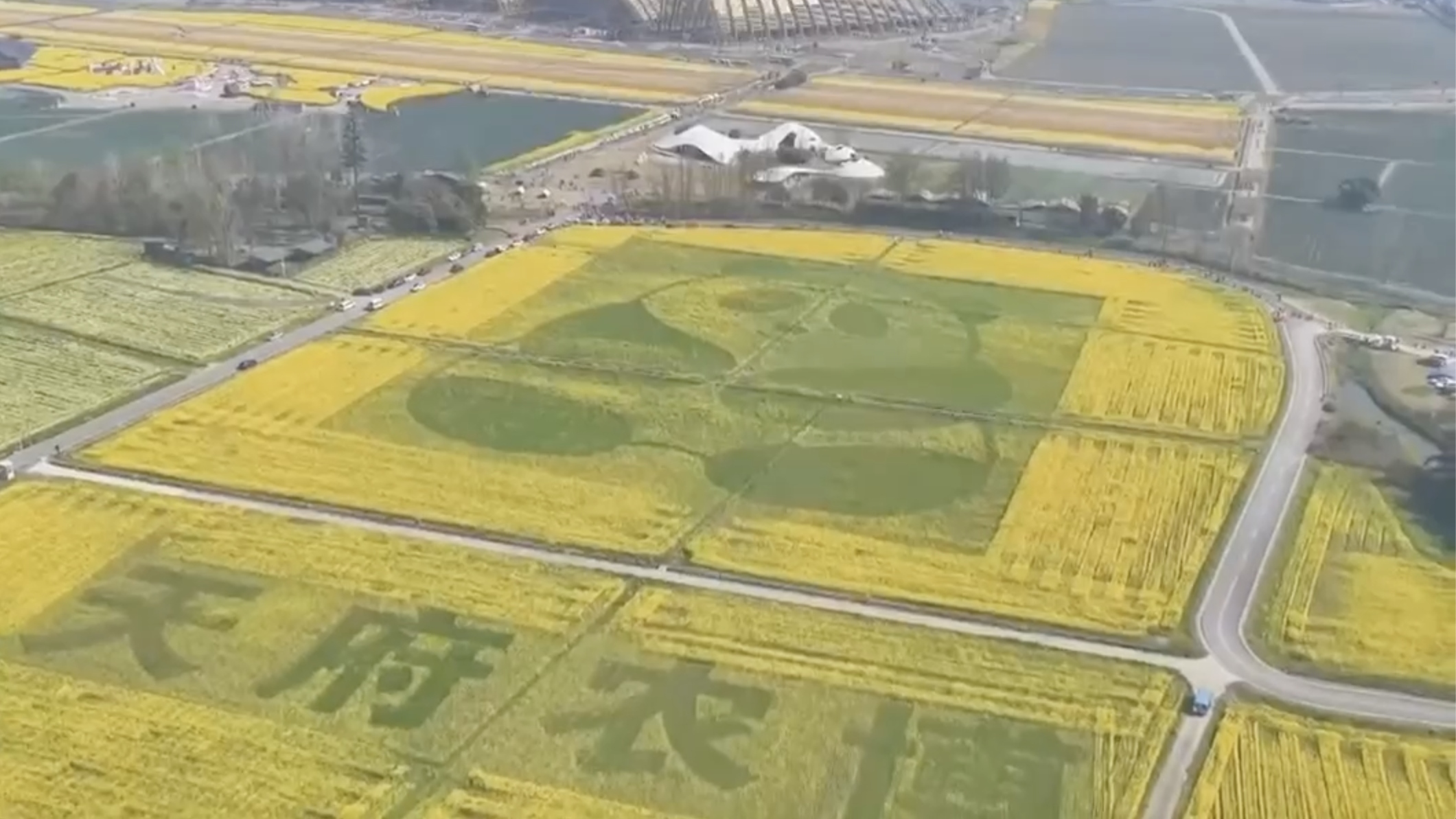 《新闻联播》“我的春耕合伙人”关注：成都油菜花“变形记”