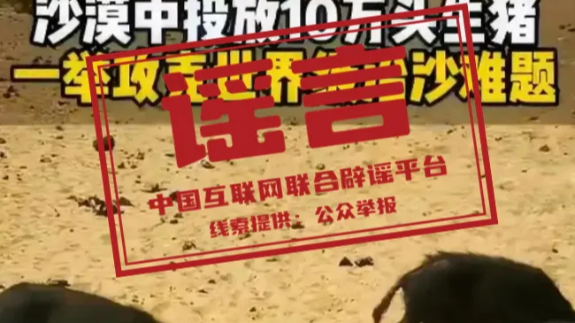 网传库布其沙漠“10万头黑猪让沙漠变绿洲”不实（2026·04·13）