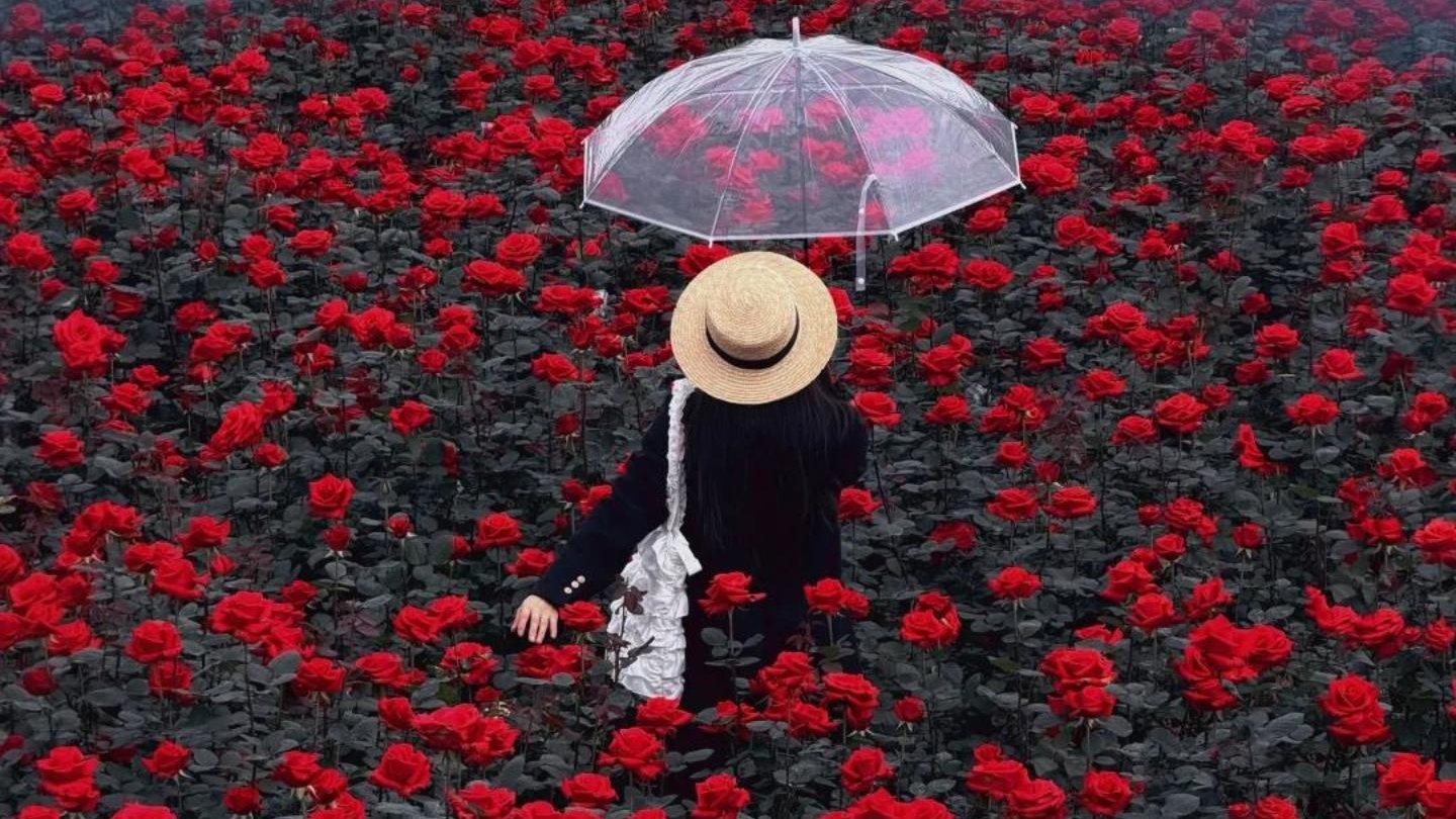 视频｜玫瑰自由！成都1元1支花火出圈