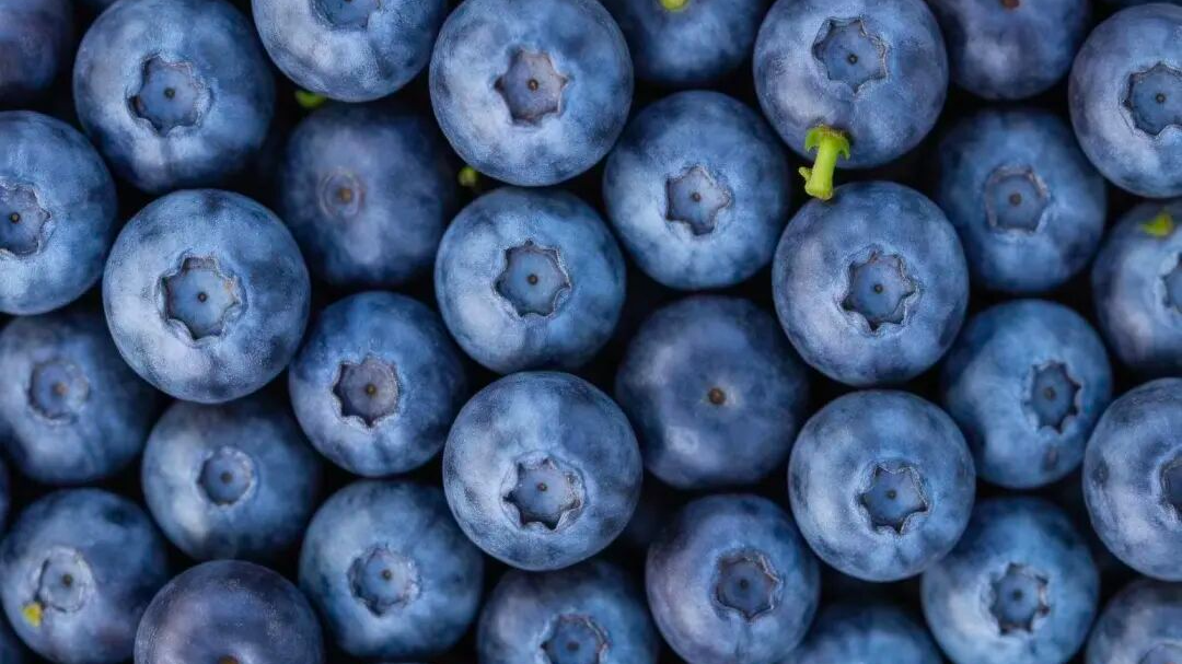 “蓝莓自由”来了！蓝莓价格大跳水，消费提示→