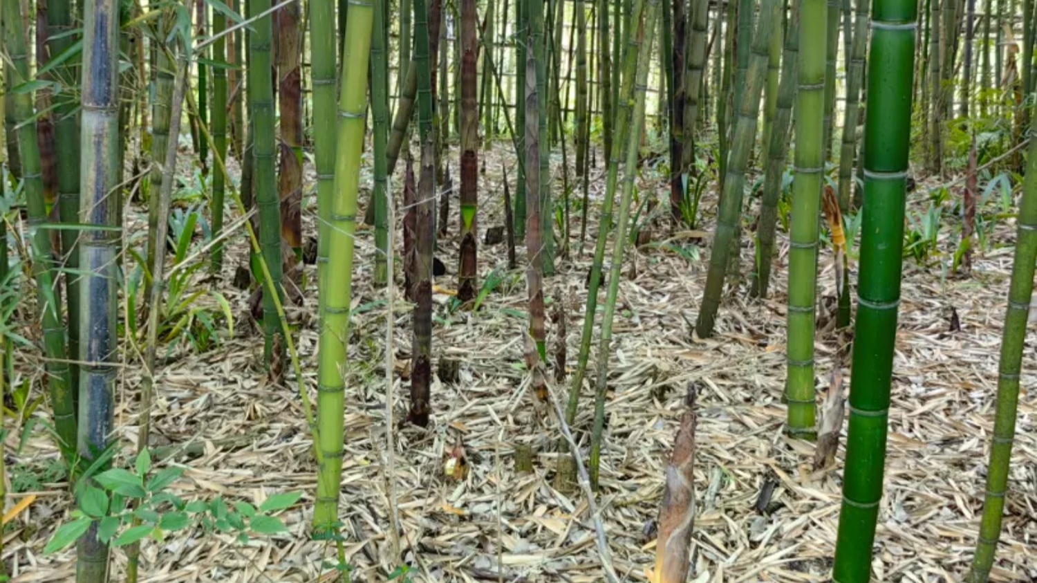 采挖春笋当场“被抓”，写下保证书！东安湖公园春笋不能挖