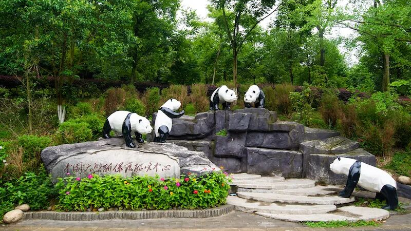 因园区改造升级 中国大熊猫保护研究中心都江堰基地23日起闭园