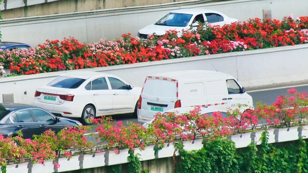 视频 | 开窗就能邂逅花香 成都人的“花路”又上线了！