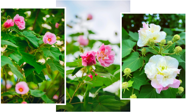 c71981ae-da05-4355-a948-a16b63167b09.jpg