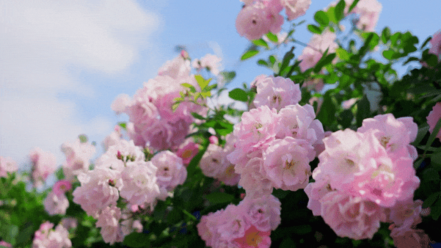 蔷薇花.gif
