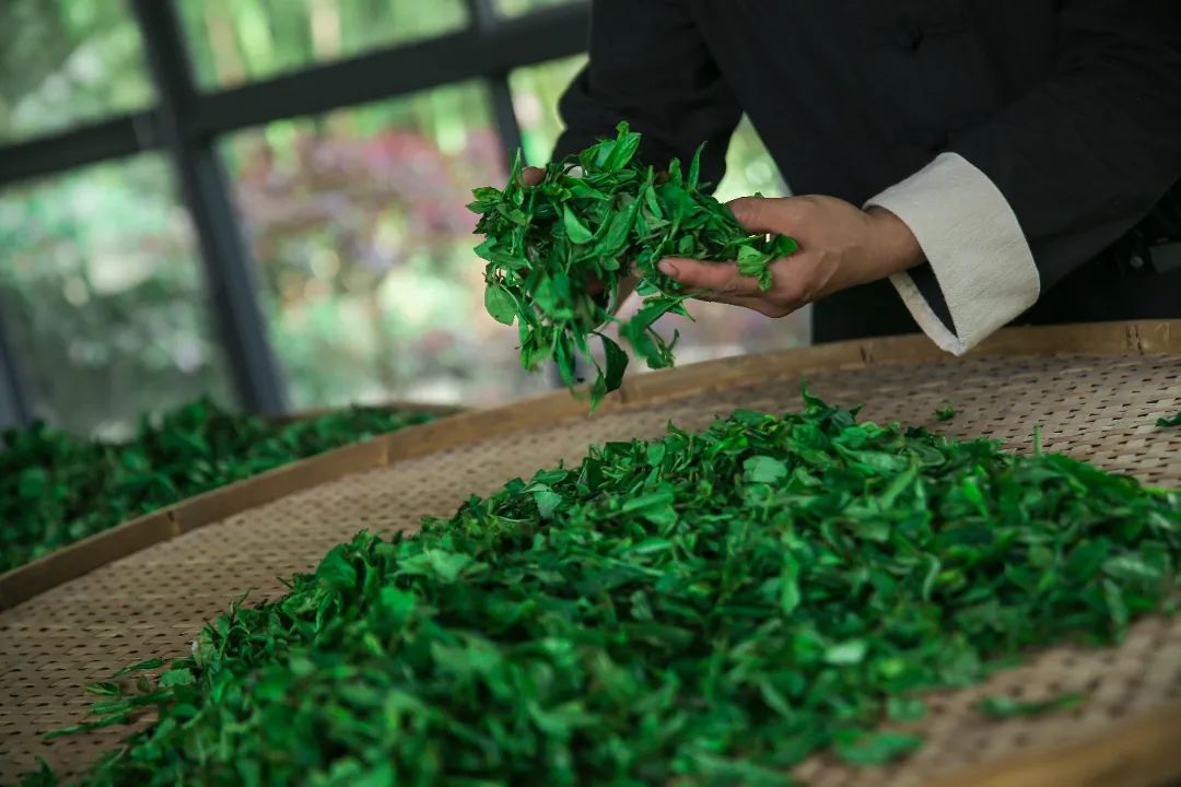 制茶1.JPG