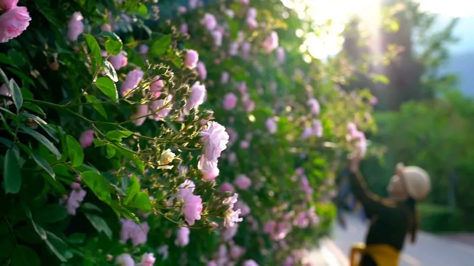 202205宝山蔷薇花-高仕蓉.png