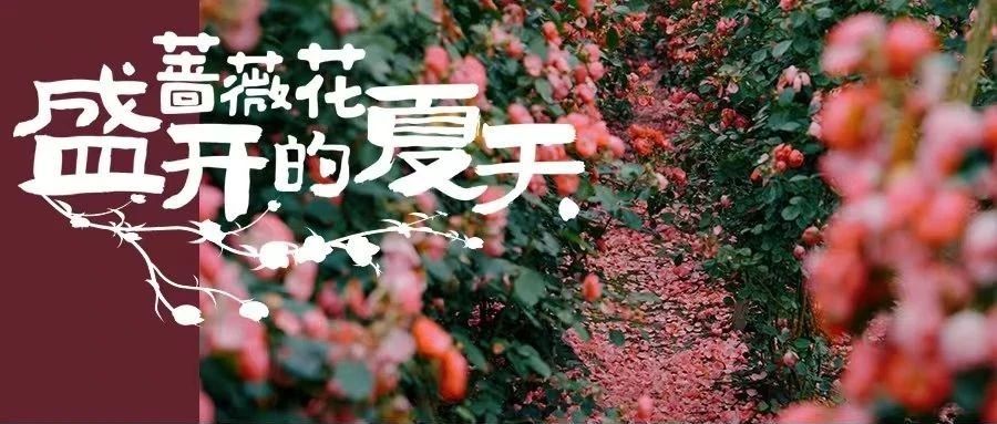 蔷薇花开，温江许你一场初夏的浪漫！